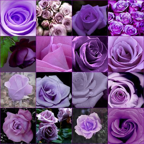 beautyharmony-purple-collage