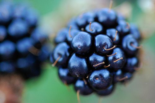 blackberries